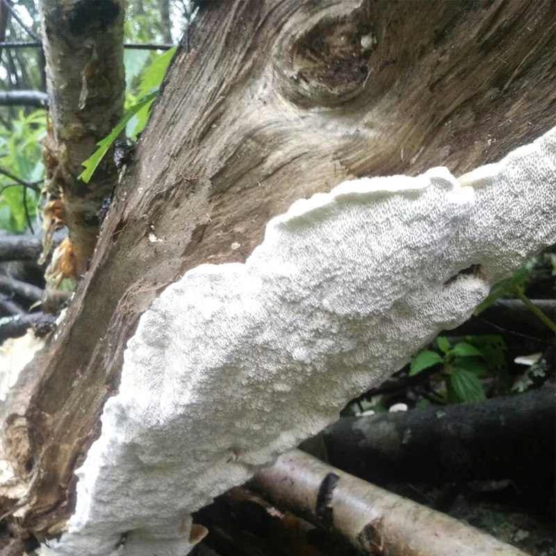 Village girl white rake mushroom Changbaishan wild white cystic rake mushroom 100g new goods 500 grams discount