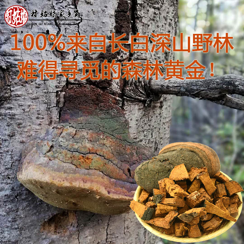 Changbai Mountain wild mulberry yellow fire wood layer hole bacteria comparable to mulberry tree mulberry yellow Ganoderma lucidum Pine Mulberry yellow whole branch 250g