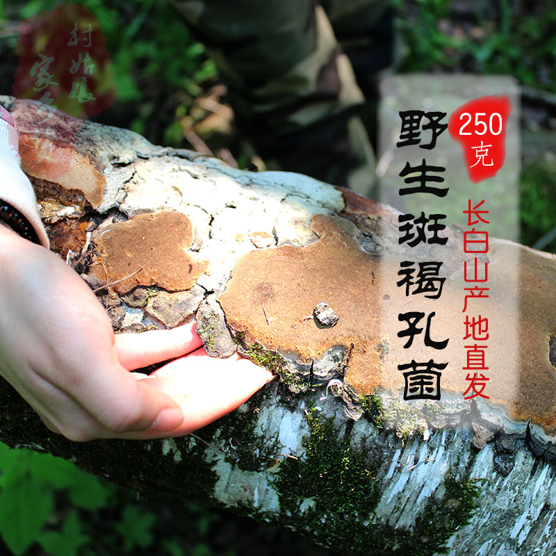 Wild spotted brown hole fungus Spotted brown Ganoderma lucidum 250g Northeast spotted brown Changbai Mountain wild fungus