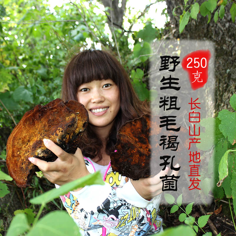 Changbai mountain wild coarse hairy foraminifera 250g coarse hair yellow brown foraminifera coarse brown pore fungus Elm mushroom locust mushroom