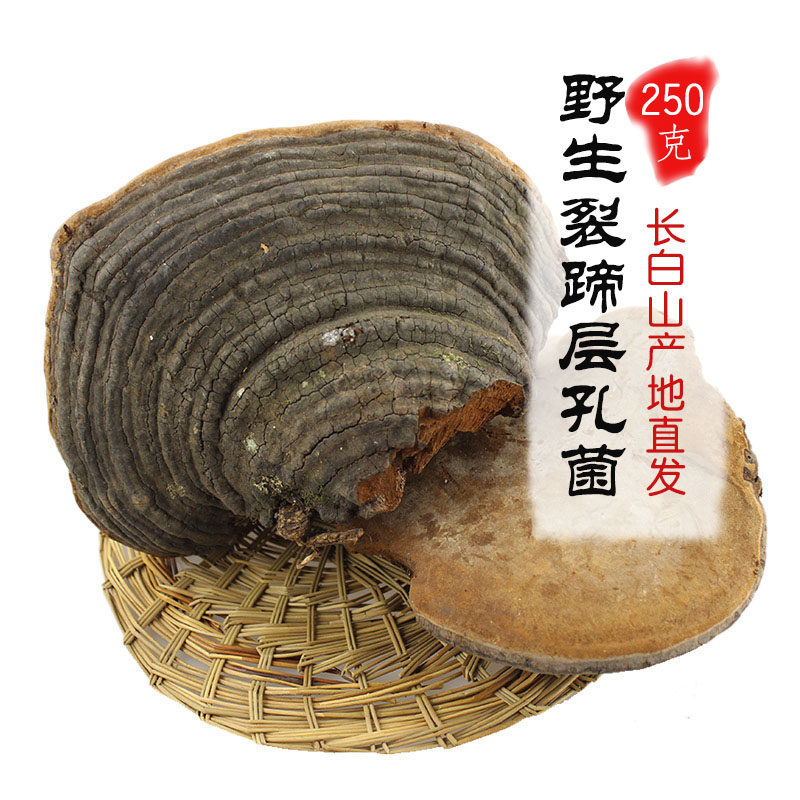 Village girl Wild split hoof hole bacteria Rowan tree mulberry yellow red meat quasi-layer hole bacteria Hal hoof new goods intestines and stomachs 250g