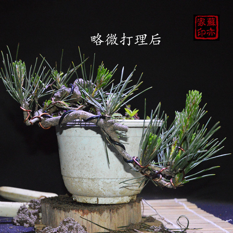 苏亦家 微型老桩日本黑松小盆景树桩熟桩老盆精品矮霸素材盆栽 新品特价 树桩 盆栽 日本 盆景 素材途虎网