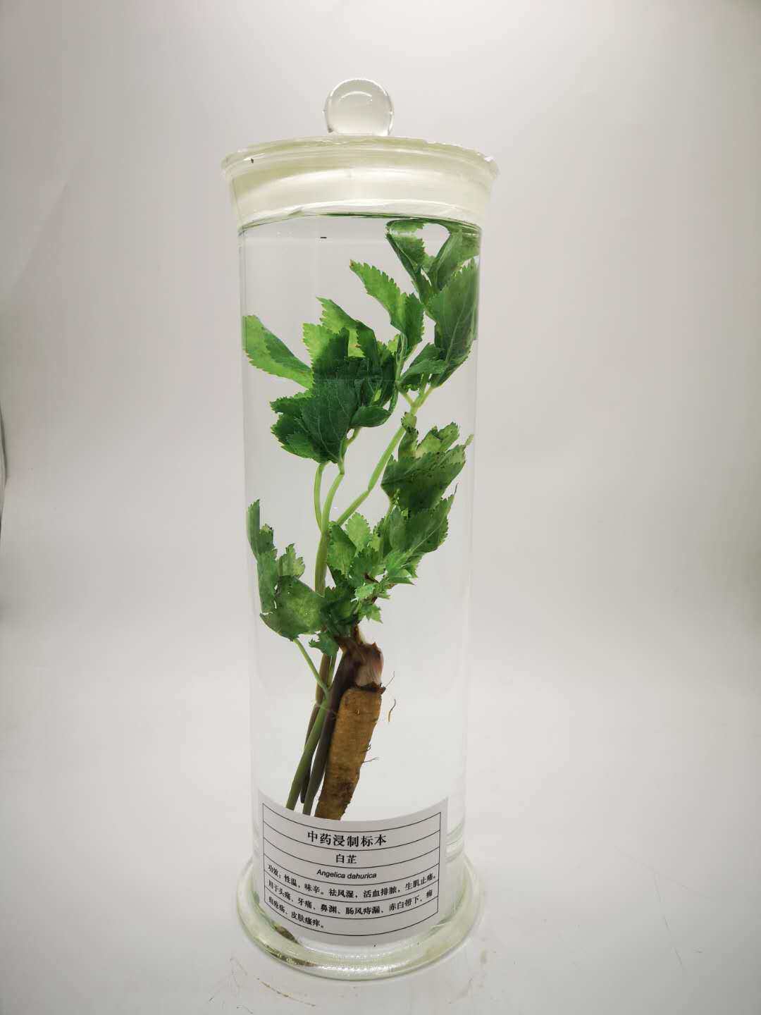 植物中草药浸制标本厂家定制保色浸泡玻璃瓶农林学院教学展览用
