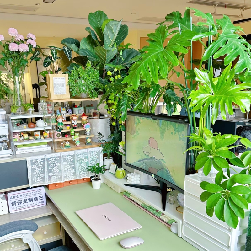 Halfmoon Forest Giant Hydroponic Spring Feather Plant Designer Edition Multi-Branch Super Plant Fresh Flowers Green Plant Low-Maintenance Plant
