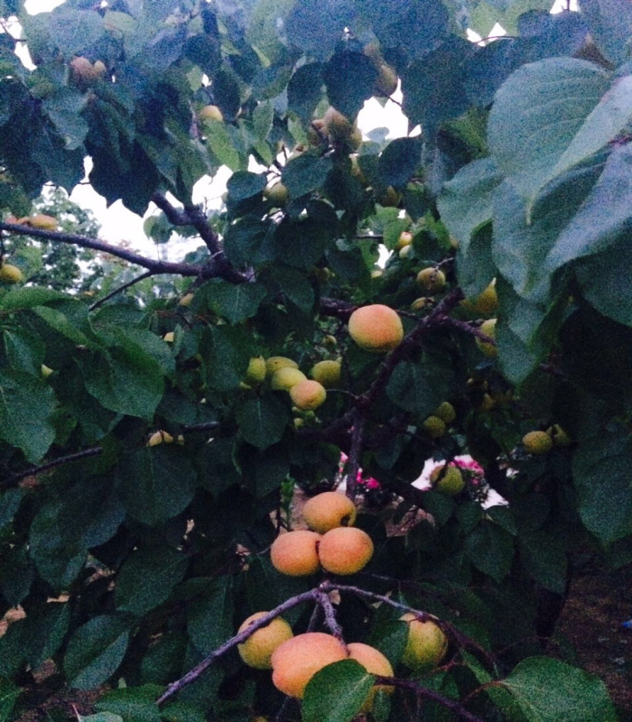 丹东特产 新鲜水果 大孤山杏梅5斤包邮 杏梅大