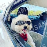 Ветрозащитные солнцезащитные очки, защитные очки