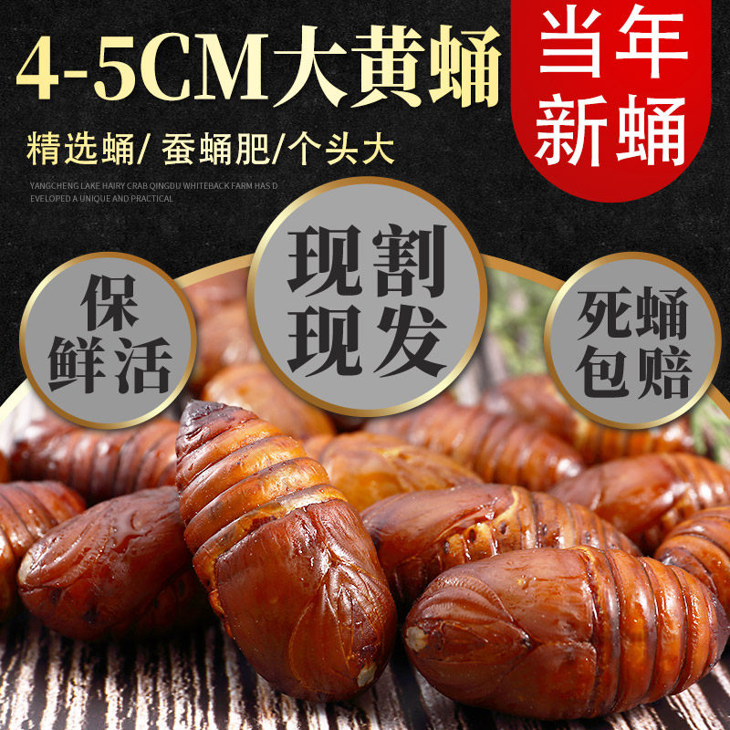 Tussah chrysalis fresh and fresh silkworm chrysalis Rhubarb Cicada Pupa Barbecue with cocoon chrysalis live 500g Northeast Tobao-Taobao