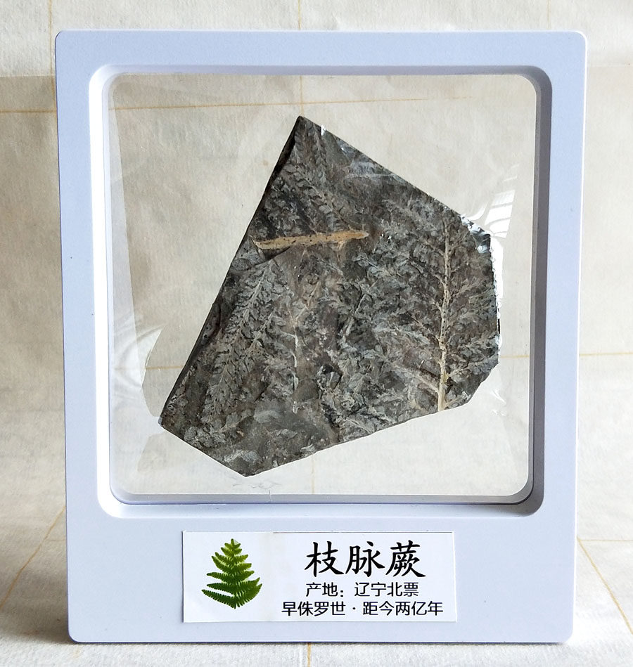 Middle White Box Plant Fossil Branch Pulse Fern (With Packaging) Gift Collection Student Specimen