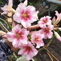 Meet the rose edge of the popping desert rose new product (Magpie Bridge fairy) to enjoy the roots and roots of succulent plants