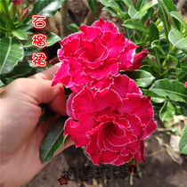 Meet the rose edge Double-petaled Desert Rose New product (Pomegranate skirt) Flower appreciation Root Succulents