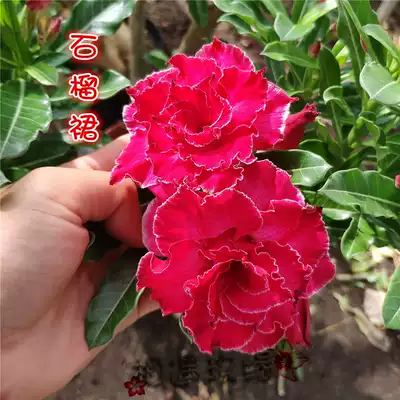 Meet the rose edge double-petal desert rose new product (pomegranate skirt) flower appreciation root and root tuber plant