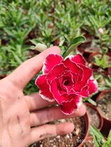 Meet rose edge double-petal desert Rose new product purple lip] Enjoy flowers Enjoy root root succulents