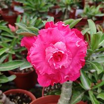 Meeting rose double petal desert rose camellia] Appreciation of flowers and roots and roots of succulents