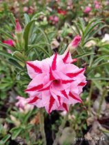 Rose edge double-petal desert Rose new magenta line female] Flower appreciation Root succulents