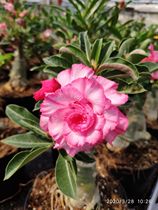 Meet rose edge double-petaled desert Rose new memories] Enjoy flowers and root succulents