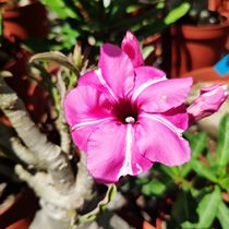 Meet the rose single-petal desert rose new product Purple Medal] Appreciation of flowers and roots and roots of succulents