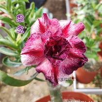 Meet rose edge double-petaled desert Rose new miss] Enjoy flowers and root succulents