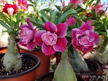Meet rose edge double-petal desert Rose new product drunk beauty] Enjoy flowers and root succulents