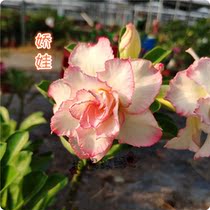 Meet the rose edge double-petal desert rose new product (Jiaowa) Appreciation of flowers and roots of succulents
