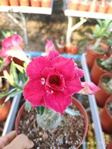 Rose edge double-petal desert Rose new Coral Ode] Flower appreciation Root Succulents