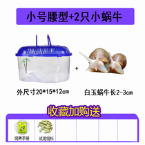Pet snail living white jade snail big snail feeding set kindergarten for primary school children pet