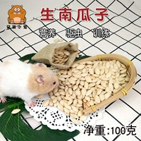 Хомяки любят перекусить. Семена тыквы – питательный и съедобный продукт, способствующий скрипучей зубам. Ложитесь, подойдите к золотому медведю и пообщайтесь с ним.