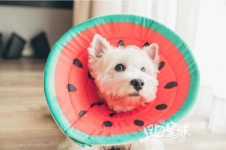 Elizabeth Circle Dog Khử trùng / Nhiễm trùng vết thương Đặc biệt Chống trầy xước 舔 Siêu thoải mái khi ngủ - Cat / Dog hàng ngày Neccessities