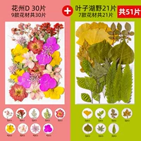 Цвет шампанского Huazhou D Модель 30+ листья 21