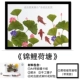 Koi Lotus Pond+Black Photo Frame