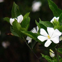 How the Lingering Gardenia Peanut Pup Old Friend shares a temporary link