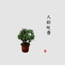 He Lingxi) Eight trees evening Fragrant Jade scented tongue green tea scented scented flower tea smoked flowers