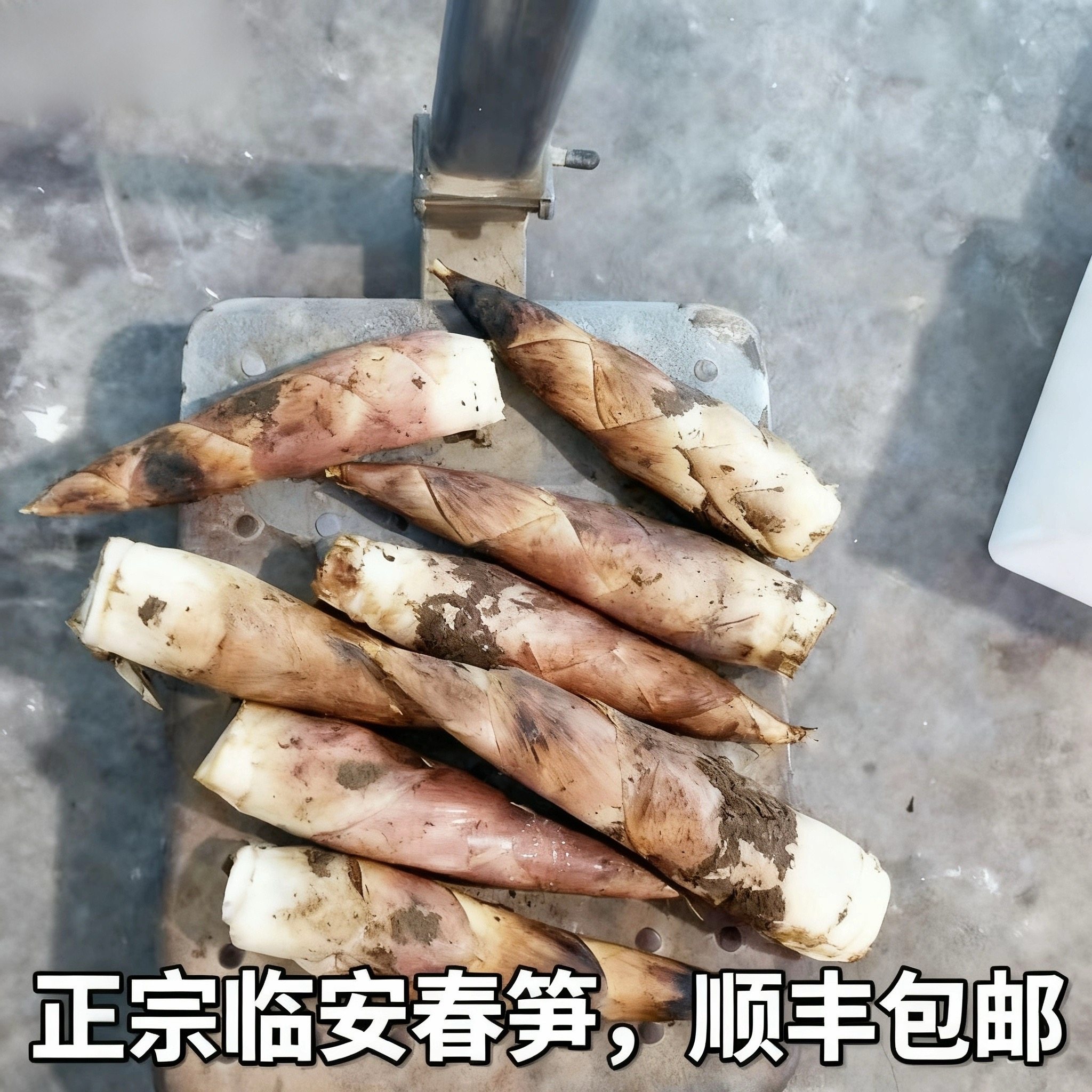 临安天目冬笋:舌尖上的春日鲜味-竹笋-淘宝百科网