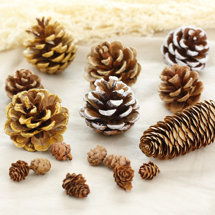 Natural pine cones pine cone larch golden white shot props background home decoration christmas decoration