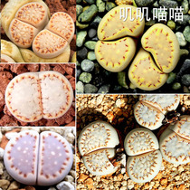 American MESA provenance biscuit Shou Liyu mixed seed golden biscuit (jingmeow meow meow meow meow meat seed)