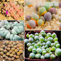 (Jigi meow meow meow meat seeds) German KK algae Bell Jade mixed representative silver light jade Gibbaeum