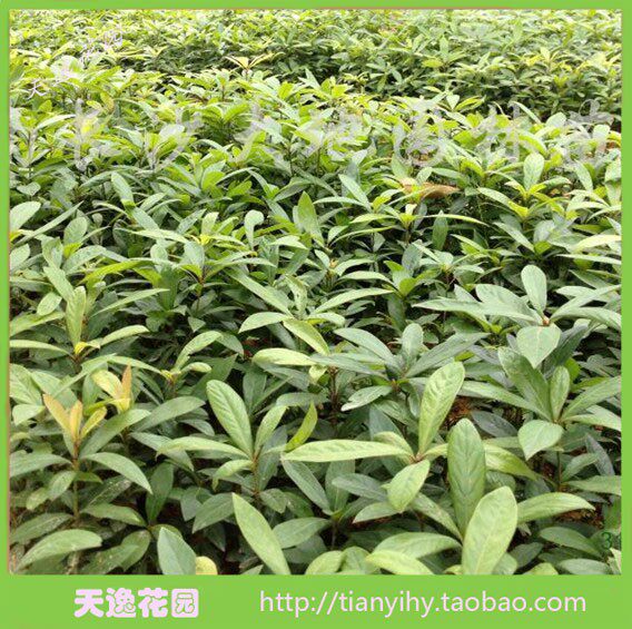 衝冠滿包郵綠花苗木金絲楠木苗金絲楠苗楠木苗珍稀名貴苗木