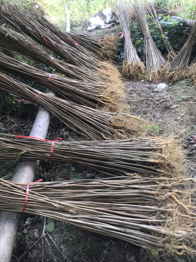 湖南花苗园艺场的LOGO
