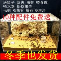Ant workshop Ant ecological box Empire nest large building acrylic plane Ant Nest home transparent