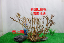 Climbing pet box Landscaping Fish tank landscaping Wood Aquarium landscaping Rhododendron root branch Moss tree boutique