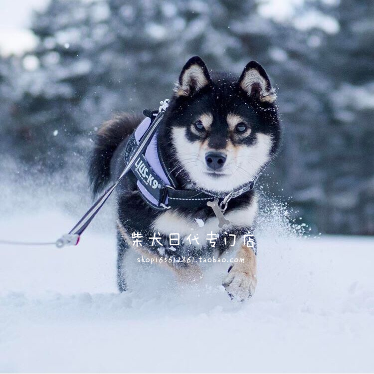 (Shunfeng) Explosion of JuliusK9 explosion-proof chai dog puppies to be dog-breasted baby bags