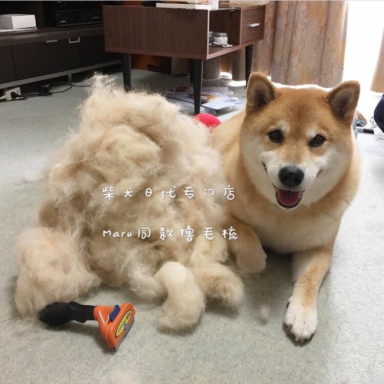 (Shun Feng) American FURminator Fumenet went to the floating hair comb and Shiba Dog Maru