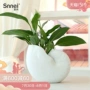 Snnei Châu Âu sáng tạo bình thủy trang trí phòng khách hiên nhà gốm trang trí hoa Conch trắng - Vase / Bồn hoa & Kệ bình cắm hoa thủy tinh