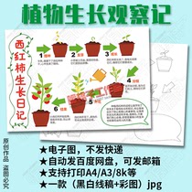 Tomato growth diary template primary school students plant observation record hand-painted blank electronic tabloid