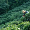 龙井村最帅茶农的店