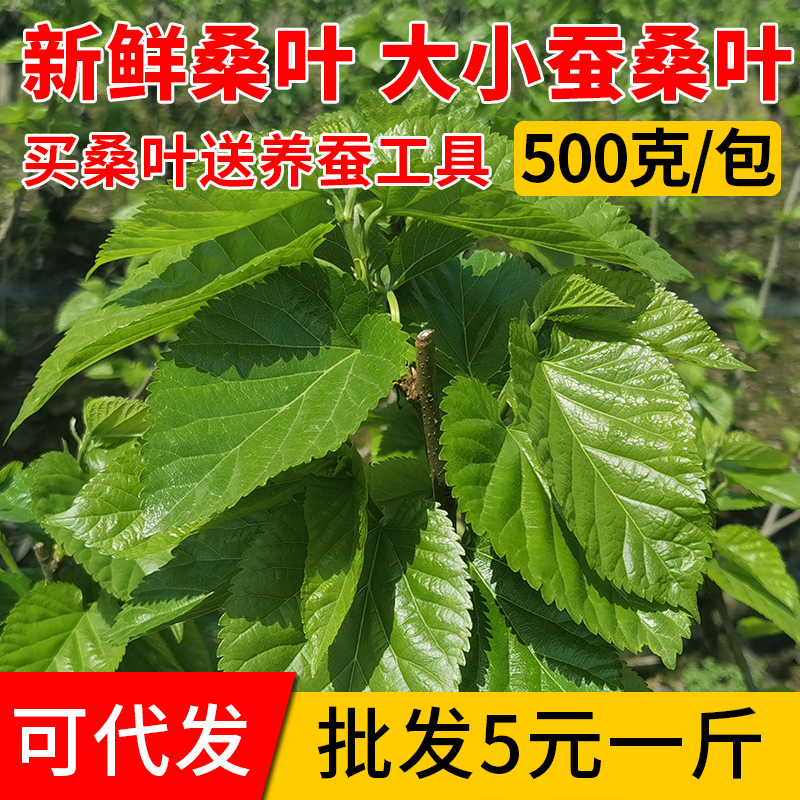 Fresh and tender mulberry leaves are now picked silkworm feed mulberry leaves farm mulberry leaf buds 1 kg 500 grams of silkworm eggs set