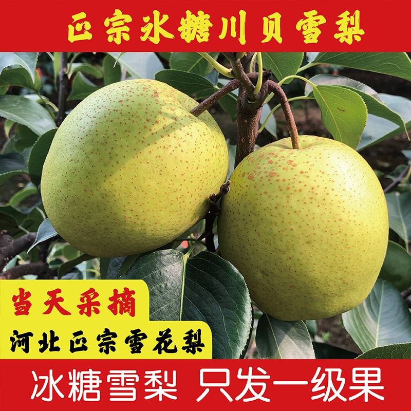 河北赵县雪花梨：秋天的味蕾馈赠