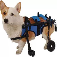 M Code - FZ11 Blue Car Four -Chaeed Fight/Corgi и т. Д.