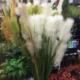 Симуляция тростника собака