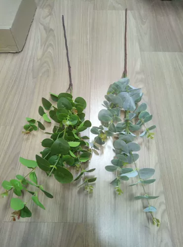 Моделирование нового продукта эвкалипт одиночный лист зеленый медная монета