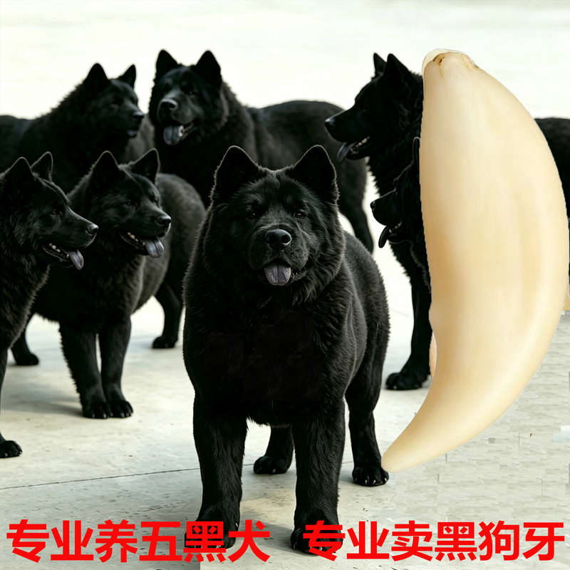 Authentic Black Dog Tooth Official Flagship Store Bracelet Pendant Pin for Babies, Children, and Adults